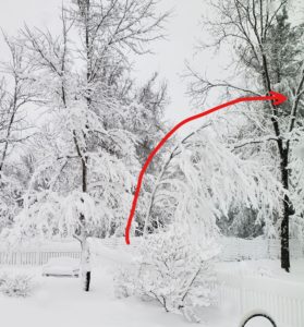 Tree trunk bent like a C under the weight of heavy snow.
