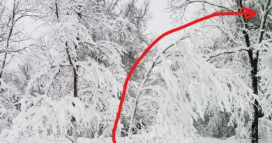 tree bent into C-shape by weight of geoengineered "concrete snow"