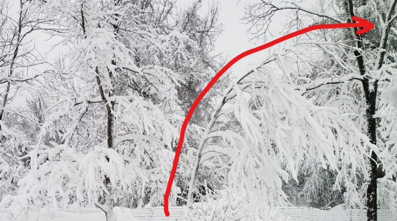 tree bent into C-shape by weight of geoengineered "concrete snow"